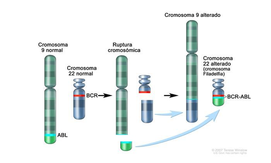 oncogén de fusión BCR ABL