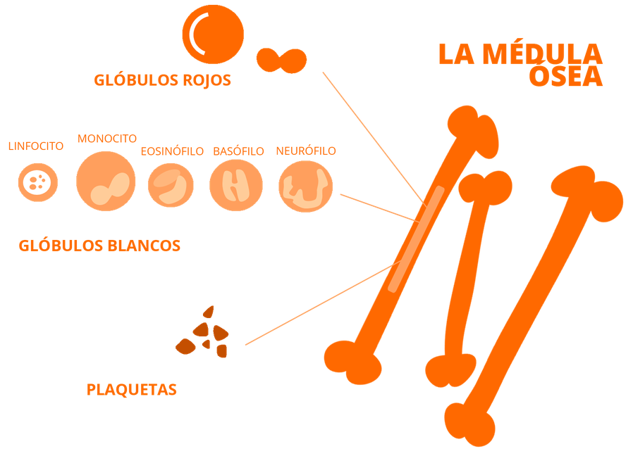 la medula osea cast ok