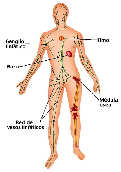 sistema limfàtic